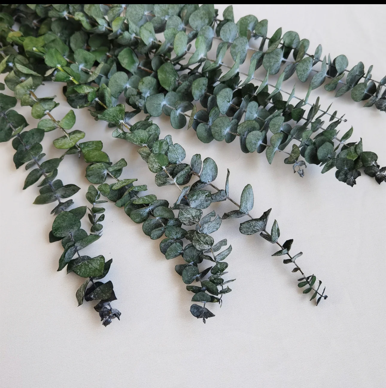 Dried Eucalyptus Bundle - Image 3
