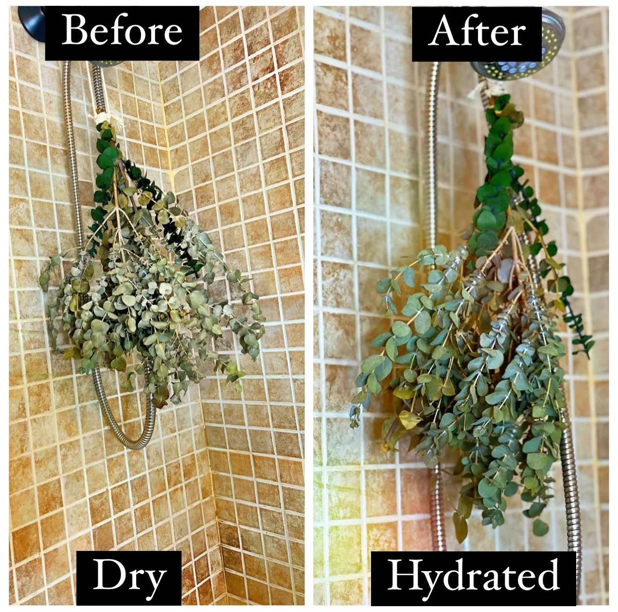 (High Maintenance) Eucalyptus Shower Bundle - Image 7